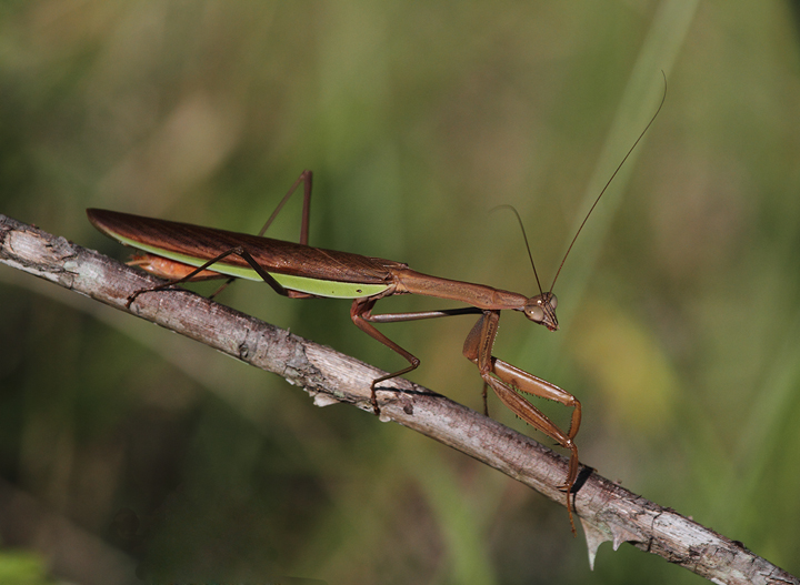 A large Chinese Mantis in Anne Arundel Co., Maryland (9/15/2010). Photo by Bill Hubick.