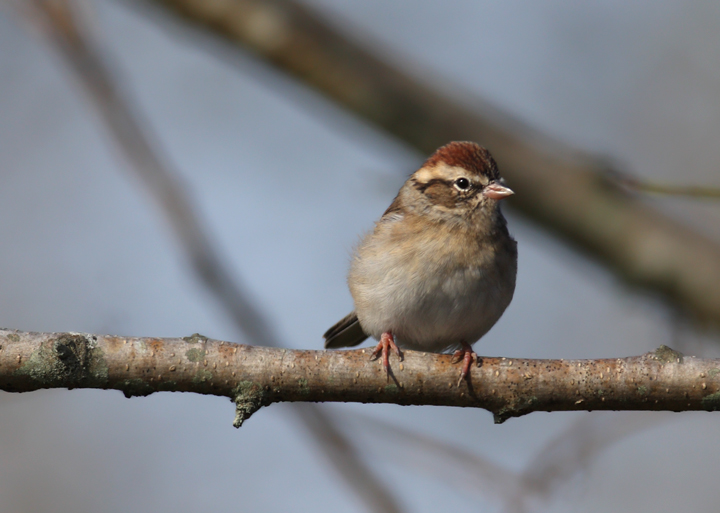 A Chipping Sparrow at Pocomoke Sound WMA, Somerset Co., Maryland (10/25/2009).