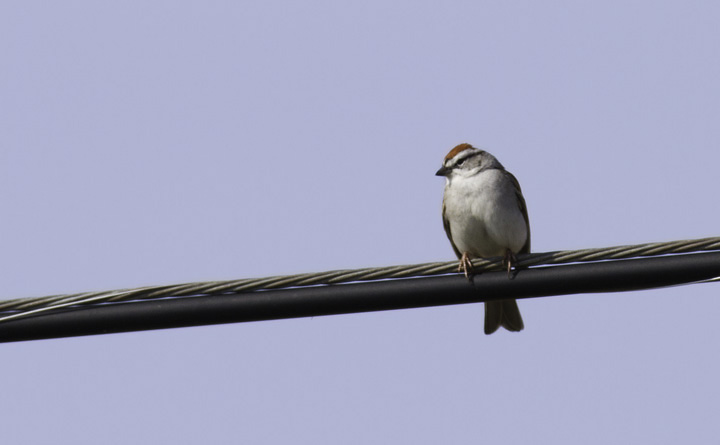 A Chipping Sparrow near the Nanticoke River in Wicomico Co., Maryland (4/10/2011). Photo by Bill Hubick.