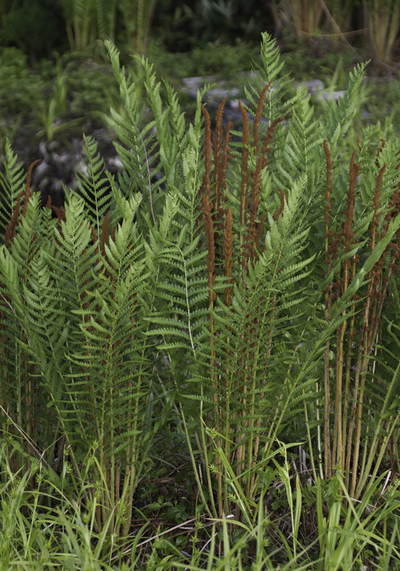 Cinnamon Fern in Garrett Co., Maryland (6/12/2011). Photo by Bill Hubick.