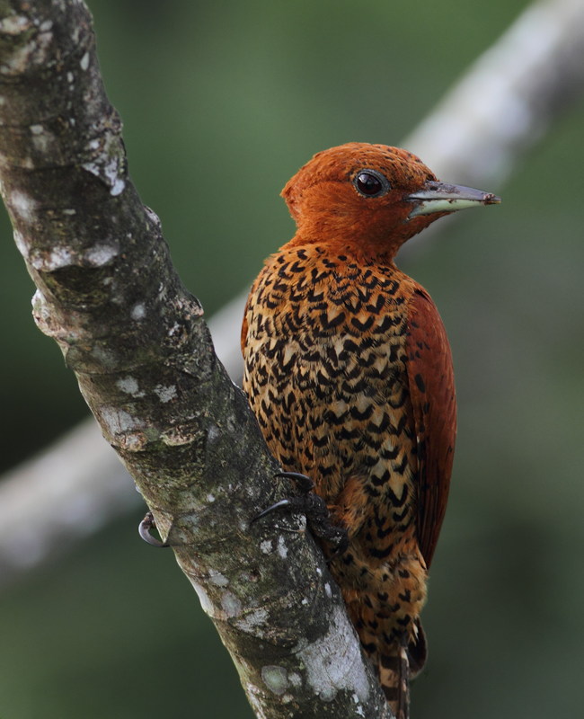 A Cinnamon Woodpecker forages in a cecropia at dawn. The field guide illustrations simply don't do these guys justice.  Photo by Bill Hubick.
