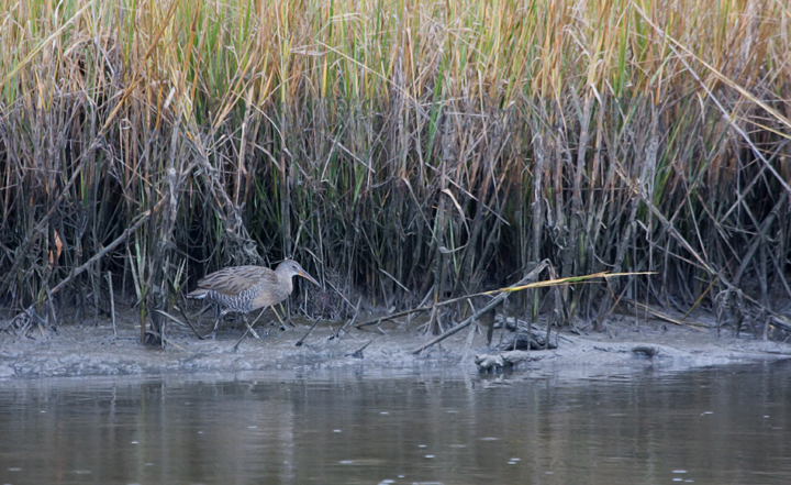 A Clapper Rail forages along the marsh edge on Assateague Island, Maryland (9/25/2009).