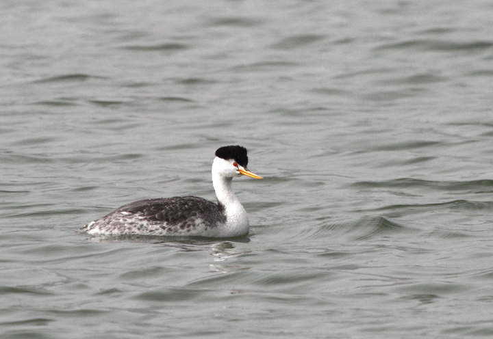 A Clark's Grebe at Lake Merced, California (9/26/2010). Photo by Bill Hubick.