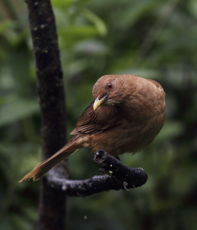 A Clay-colored Thrush (Clay-colored Robin) approaches the Canopy Lodge feeding stations (7/13/2010). Photo by Bill Hubick.