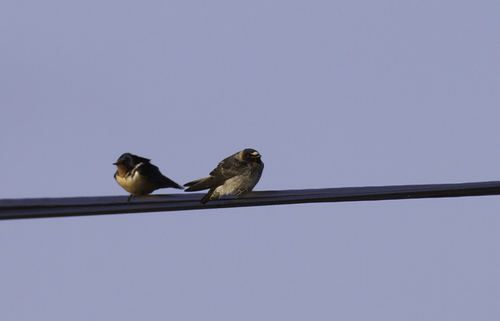 A comparison of Barn Swallow (left) and Cliff Swallow (right) - Garrett Co., Maryland (4/30/2011). Photo by Bill Hubick.