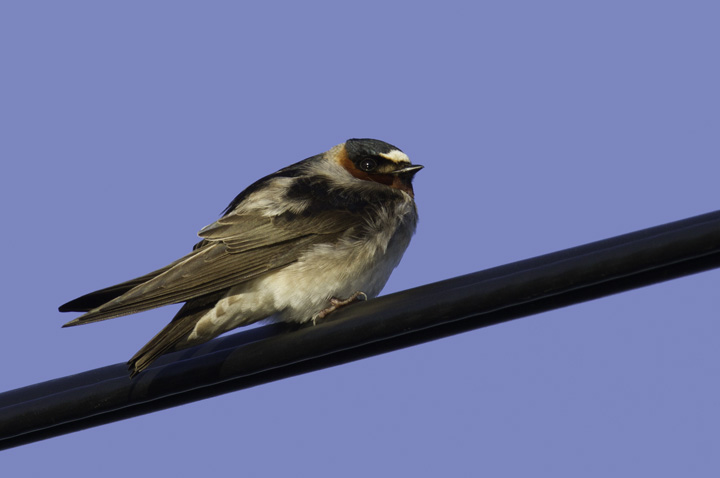 A cooperative Cliff Swallow at Piney Reservoir, Garrett Co., Maryland (4/30/2011). Photo by Bill Hubick.