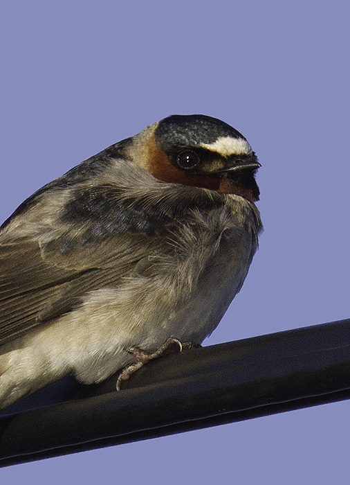 A cooperative Cliff Swallow at Piney Reservoir, Garrett Co., Maryland (4/30/2011). Photo by Bill Hubick.