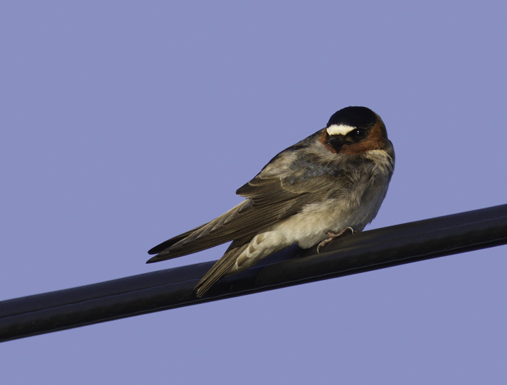 A cooperative Cliff Swallow at Piney Reservoir, Garrett Co., Maryland (4/30/2011). Photo by Bill Hubick.