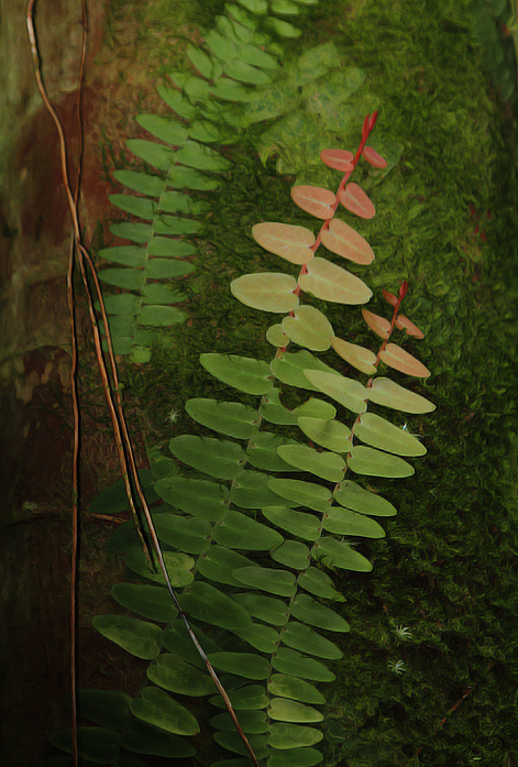 Climbing toward the sun in eastern Panama (August 2010). Photo by Bill Hubick.