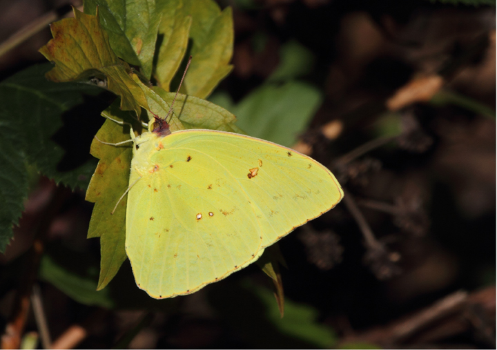 A Cloudless Sulfur finally sits still for a nice profile shot - Charles Co., Maryland (10/2/2010). The distinctive color of this large sulfur makes it nearly unmistakable. It is a post-breeding wanderer to Maryland. Photo by Bill Hubick.