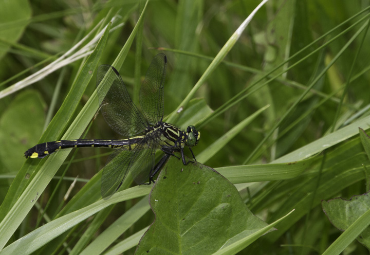 A Cobra Clubtail in Washington Co., Maryland (6/4/2011, in situ). Photo by Bill Hubick.