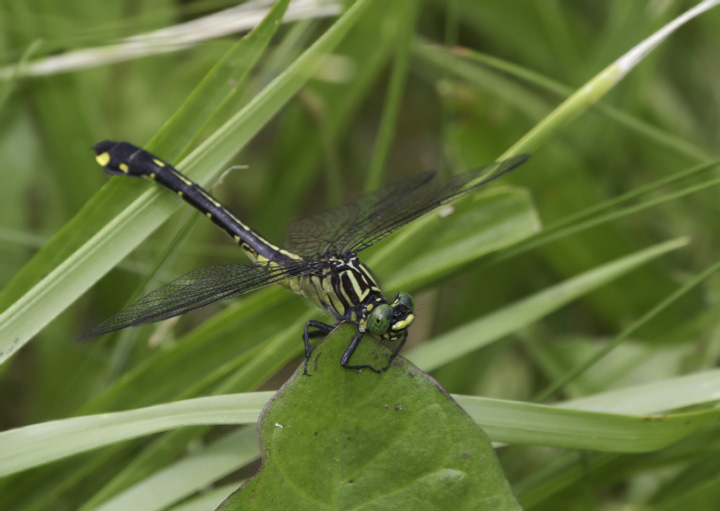 A Cobra Clubtail in Washington Co., Maryland (6/4/2011, in situ). Photo by Bill Hubick.