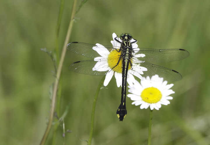 A Cobra Clubtail in Washington Co., Maryland (6/4/2011, in situ). Photo by Bill Hubick.