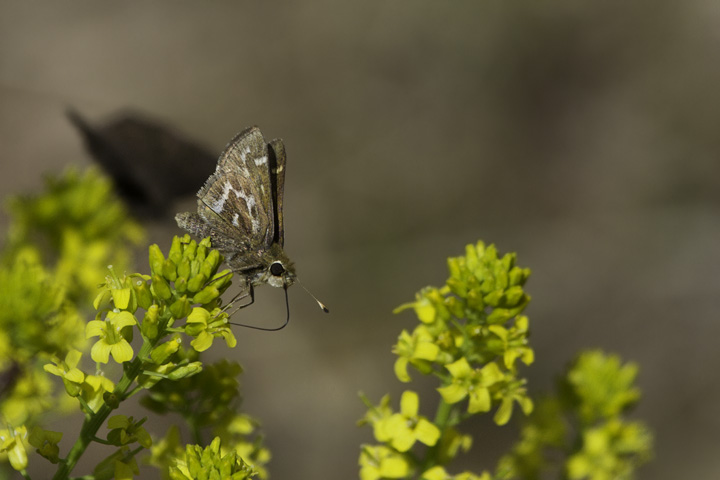 A Cobweb Skipper in Green Ridge SF, Maryland (4/30/2011). Photo by Bill Hubick.