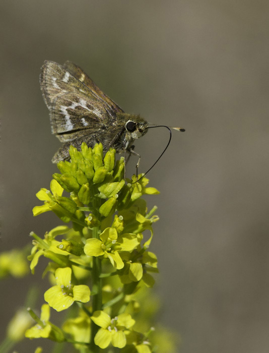 A Cobweb Skipper in Green Ridge SF, Maryland (4/30/2011). Photo by Bill Hubick.