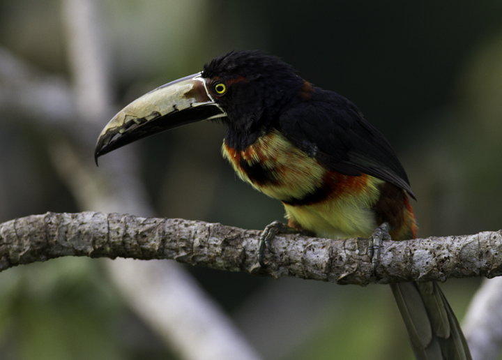 A Collared Aracari poses in the morning light near Gamboa, Panama (7/17/2010). Photo by Bill Hubick.