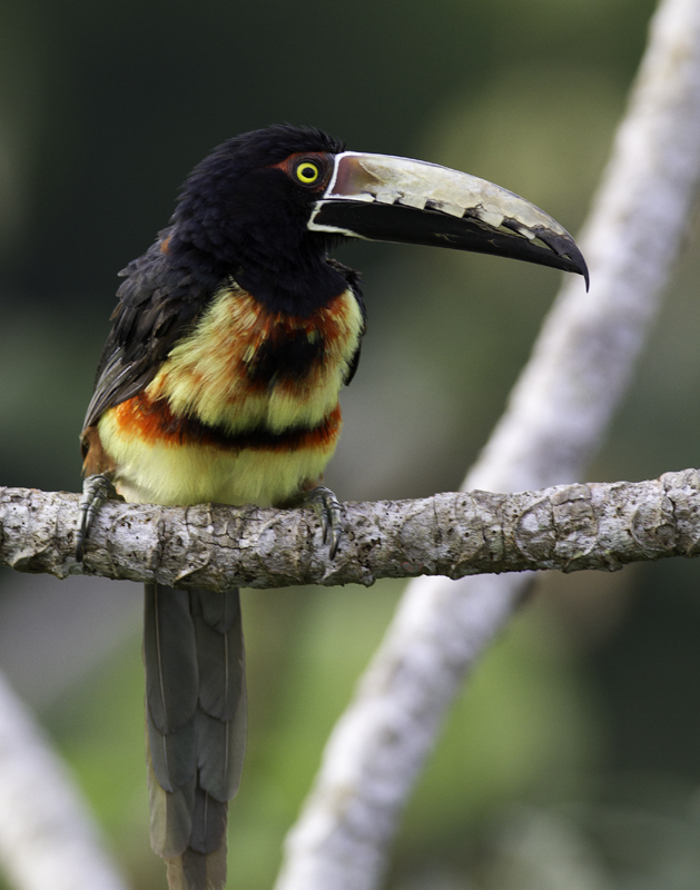 A Collared Aracari poses in the morning light near Gamboa, Panama (7/17/2010). Photo by Bill Hubick.