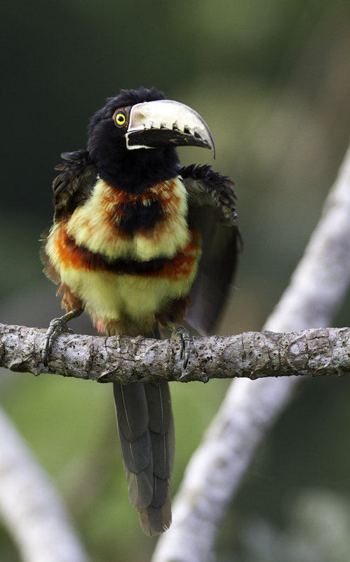 A Collared Aracari poses in the morning light near Gamboa, Panama (7/17/2010). Photo by Bill Hubick.