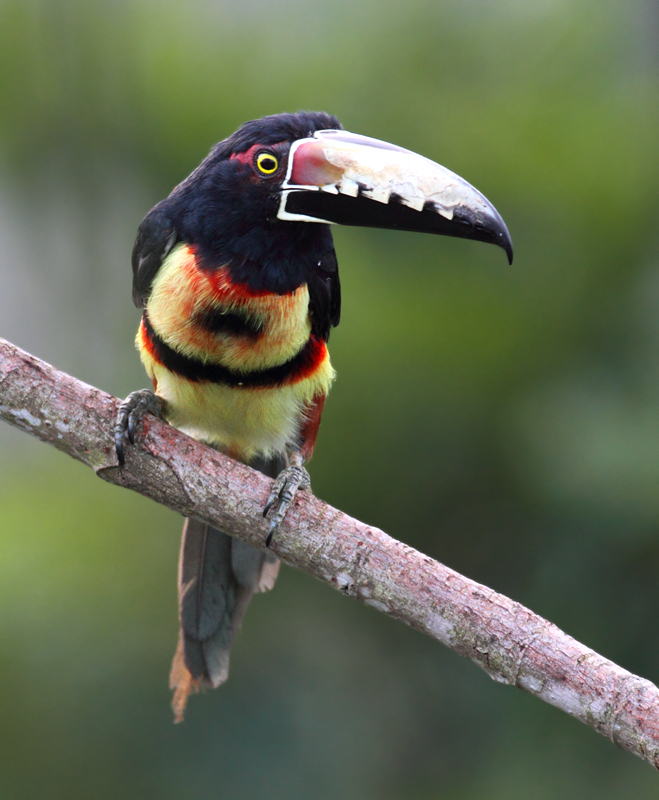 Collared Aracaris were wonderfully common throughout our trip. You'll see more of these guys as I post updates. Photo by Bill Hubick.