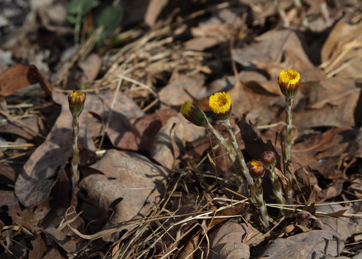 Coltsfoot (<em>Tussilago farfara</em>) blooming in Frederick Co., Maryland (4/3/2010). Photo by Bill Hubick.