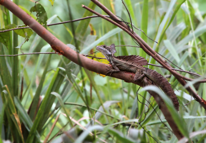 A Common Basilisk near Ballano Lake, Panama (7/10/2010). Photo by Bill Hubick.