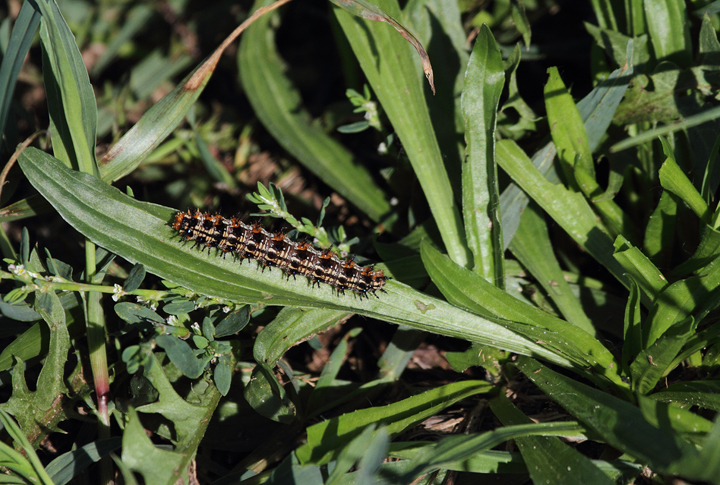 A Common Buckeye caterpillar in Charles Co., Maryland (10/2/2010). Photo by Bill Hubick.