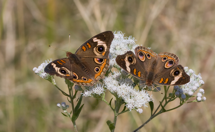 Common Buckeyes pose at Eastern Neck NWR, Kent Co., Maryland (10/1/2009).