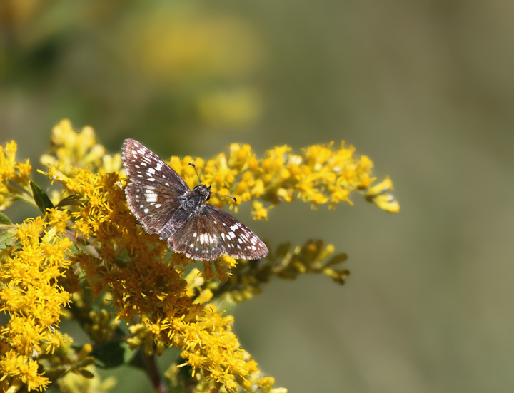 Common Checkered Skippers at the Jacob Farm section of Point Lookout SP, Maryland (10/2/2010). Note the very different states of wear. Photo by Bill Hubick.