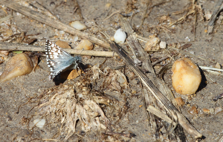 Common Checkered Skippers at the Jacob Farm section of Point Lookout SP, Maryland (10/2/2010). Note the very different states of wear. Photo by Bill Hubick.