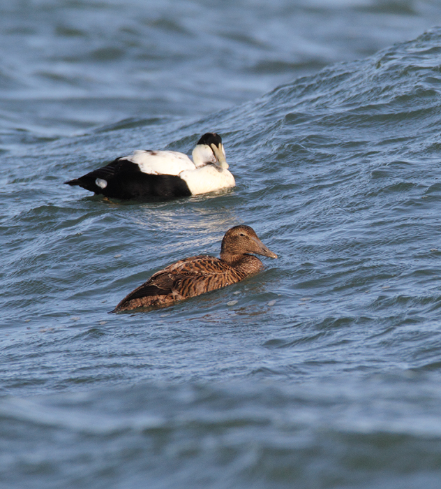 Common Eiders were unusually cooperative at the Ocean City Inlet today, with four individuals hanging out in the surf around the north jetty (11/7/2009). These were easily my best views of the species in Maryland, which is at the southernmost part of the species' winter range. The exceptional views of adult males were particularly cool. One female was accidentally caught by local fishermen, and Jim Brighton helped rescue the bird. He removed the hook, untangled the wing from the line, and carefully placed her in the surf - after a quick study and a photo or two, of course.