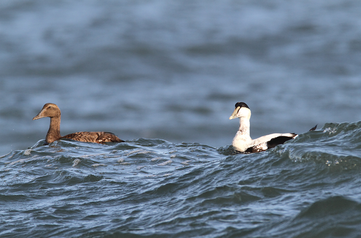 Common Eiders were unusually cooperative at the Ocean City Inlet today, with four individuals hanging out in the surf around the north jetty (11/7/2009). These were easily my best views of the species in Maryland, which is at the southernmost part of the species' winter range. The exceptional views of adult males were particularly cool. One female was accidentally caught by local fishermen, and Jim Brighton helped rescue the bird. He removed the hook, untangled the wing from the line, and carefully placed her in the surf - after a quick study and a photo or two, of course.