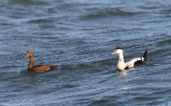 Common Eiders were unusually cooperative at the Ocean City Inlet today, with four individuals hanging out in the surf around the north jetty (11/7/2009). These were easily my best views of the species in Maryland, which is at the southernmost part of the species' winter range. The exceptional views of adult males were particularly cool. One female was accidentally caught by local fishermen, and Jim Brighton helped rescue the bird. He removed the hook, untangled the wing from the line, and carefully placed her in the surf - after a quick study and a photo or two, of course.