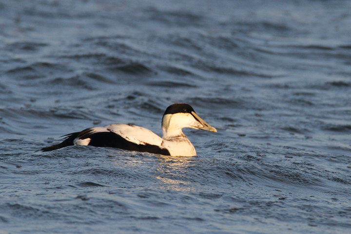 Common Eiders were unusually cooperative at the Ocean City Inlet today, with four individuals hanging out in the surf around the north jetty (11/7/2009). These were easily my best views of the species in Maryland, which is at the southernmost part of the species' winter range. The exceptional views of adult males were particularly cool. One female was accidentally caught by local fishermen, and Jim Brighton helped rescue the bird. He removed the hook, untangled the wing from the line, and carefully placed her in the surf - after a quick study and a photo or two, of course.