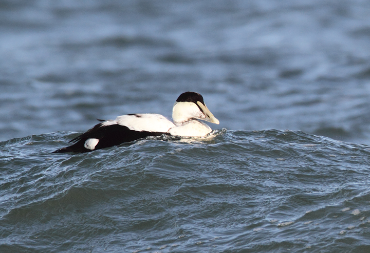 Common Eiders were unusually cooperative at the Ocean City Inlet today, with four individuals hanging out in the surf around the north jetty (11/7/2009). These were easily my best views of the species in Maryland, which is at the southernmost part of the species' winter range. The exceptional views of adult males were particularly cool. One female was accidentally caught by local fishermen, and Jim Brighton helped rescue the bird. He removed the hook, untangled the wing from the line, and carefully placed her in the surf - after a quick study and a photo or two, of course.