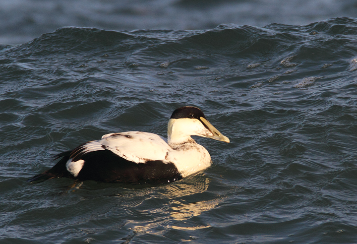 Common Eiders were unusually cooperative at the Ocean City Inlet today, with four individuals hanging out in the surf around the north jetty (11/7/2009). These were easily my best views of the species in Maryland, which is at the southernmost part of the species' winter range. The exceptional views of adult males were particularly cool. One female was accidentally caught by local fishermen, and Jim Brighton helped rescue the bird. He removed the hook, untangled the wing from the line, and carefully placed her in the surf - after a quick study and a photo or two, of course.