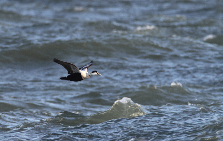 Common Eiders were unusually cooperative at the Ocean City Inlet today, with
    four individuals hanging out in the surf around the north jetty (11/7/2009). These were easily
    my best views of the species in Maryland, which is at the southernmost part of the species' winter range. 
    The exceptional views of adult males were particularly cool. One female was accidentally 
    caught by local fishermen, and Jim Brighton helped rescue the bird. He removed the hook, untangled the wing
    from the line, and carefully placed her in the surf - after a quick study and a photo or two, of course.