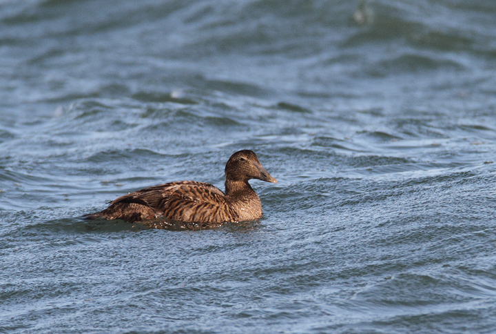 Common Eiders were unusually cooperative at the Ocean City Inlet today, with
    four individuals hanging out in the surf around the north jetty (11/7/2009). These were easily
    my best views of the species in Maryland, which is at the southernmost part of the species' winter range. 
    The exceptional views of adult males were particularly cool. One female was accidentally 
    caught by local fishermen, and Jim Brighton helped rescue the bird. He removed the hook, untangled the wing
    from the line, and carefully placed her in the surf - after a quick study and a photo or two, of course.