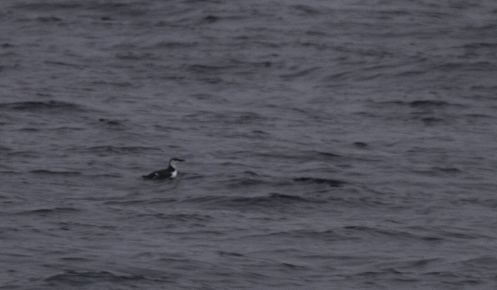 A Common Murre in Delaware waters (2/5/2011). Photo by Bill Hubick.