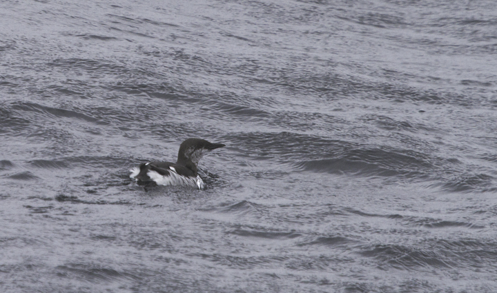 A Common Murre molting into breeding plumage in Maryland waters (2/5/2011). Photo by Bill Hubick.