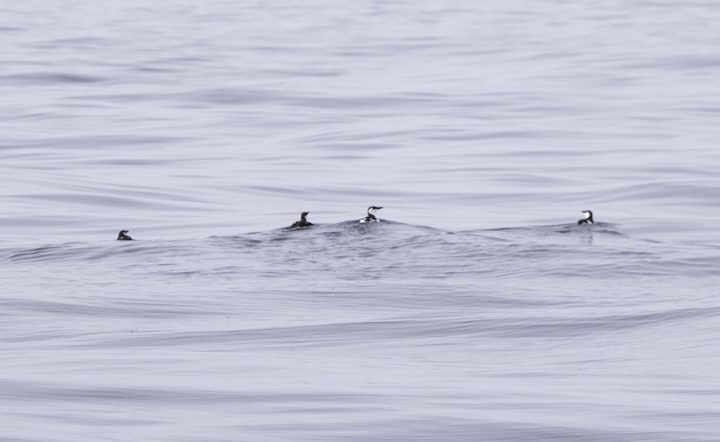 Several of the 14 Common Murres seen on a Maryland pelagic aboard the Morning Star out of Ocean City. This was a new state high count for Maryland (2/26/2011). Thanks to Mark Hoffman for arranging the exceptional trip. Photo by Bill Hubick.