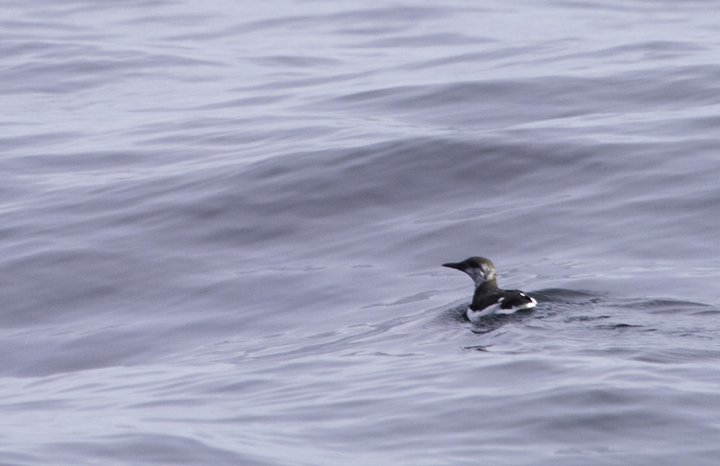 Several of the 14 Common Murres seen on a Maryland pelagic aboard the Morning Star out of Ocean City. This was a new state high count for Maryland (2/26/2011). Thanks to Mark Hoffman for arranging the exceptional trip. Photo by Bill Hubick.
