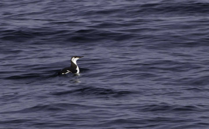 Several of the 14 Common Murres seen on a Maryland pelagic aboard the Morning Star out of Ocean City. This was a new state high count for Maryland (2/26/2011). Thanks to Mark Hoffman for arranging the exceptional trip. Photo by Bill Hubick.