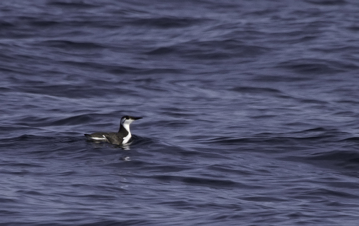 Several of the 14 Common Murres seen on a Maryland pelagic aboard the Morning Star out of Ocean City. This was a new state high count for Maryland (2/26/2011). Thanks to Mark Hoffman for arranging the exceptional trip. Photo by Bill Hubick.