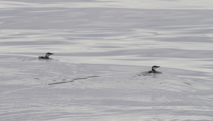 Several of the 14 Common Murres seen on a Maryland pelagic aboard the Morning Star out of Ocean City. This was a new state high count for Maryland (2/26/2011). Thanks to Mark Hoffman for arranging the exceptional trip. Photo by Bill Hubick.