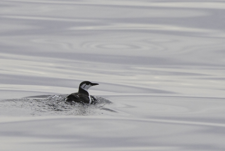 Several of the 14 Common Murres seen on a Maryland pelagic aboard the Morning Star out of Ocean City. This was a new state high count for Maryland (2/26/2011). Thanks to Mark Hoffman for arranging the exceptional trip. Photo by Bill Hubick.