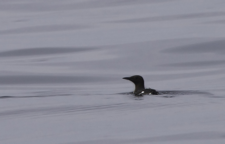 Several of the 14 Common Murres seen on a Maryland pelagic aboard the Morning Star out of Ocean City. This was a new state high count for Maryland (2/26/2011). Thanks to Mark Hoffman for arranging the exceptional trip. Photo by Bill Hubick.