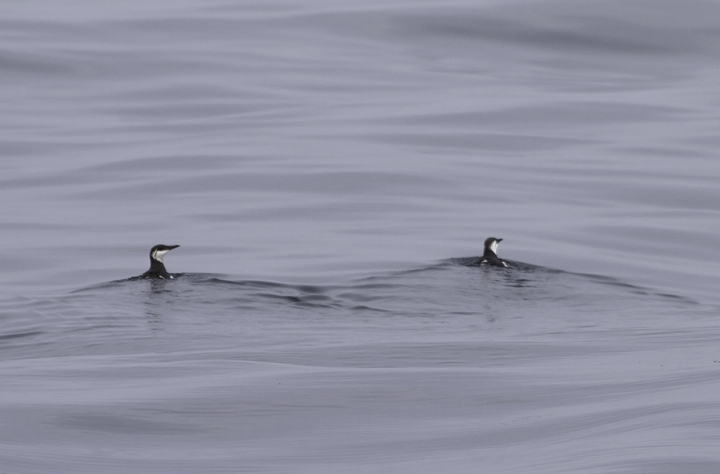 Several of the 14 Common Murres seen on a Maryland pelagic aboard the Morning Star out of Ocean City. This was a new state high count for Maryland (2/26/2011). Thanks to Mark Hoffman for arranging the exceptional trip. Photo by Bill Hubick.