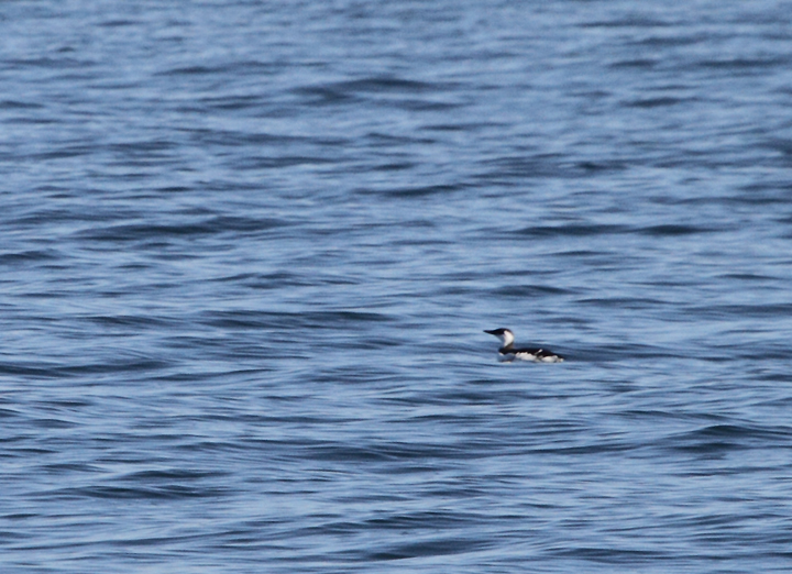 A Common Murre near the Golden Gate Bridge, California (9/24/2010). Photo by Bill Hubick.