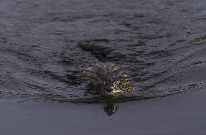 A Common Muskrat at Fort Smallwood, Maryland (5/22/2011). Photo by Bill Hubick.