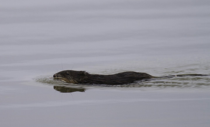 A Common Muskrat running morning errands on the Choptank River, Maryland (4/10/2011). Photo by Bill Hubick.